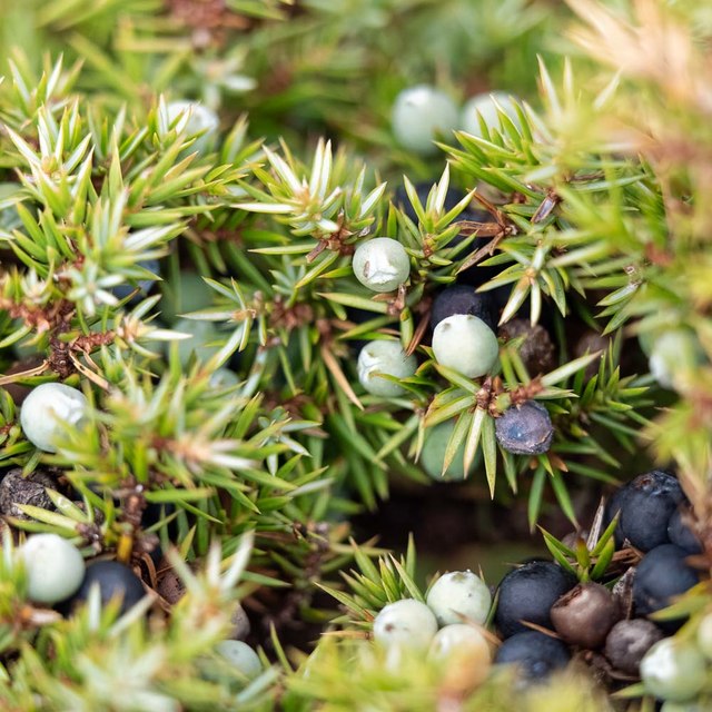 Juniper Berries